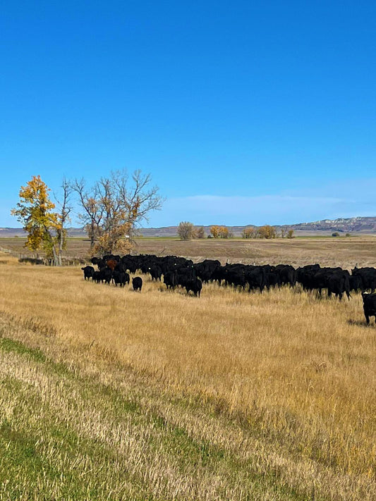 Embracing the Change of Seasons: Herding Time at Montana Legacy Ranch
